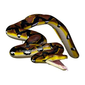 3D Rendering Reticulated Python on White Stock Illustration