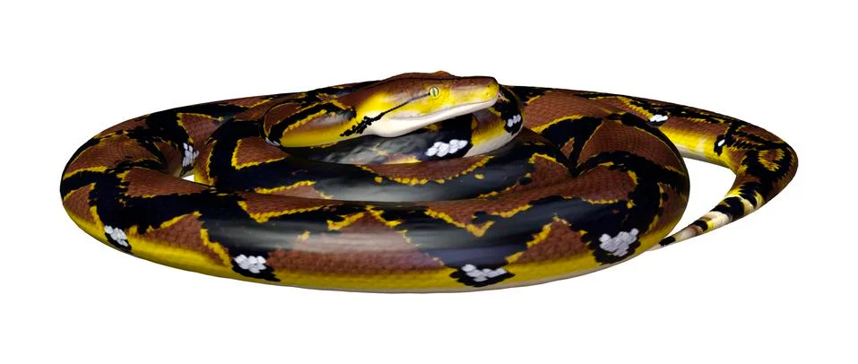 3D Rendering Reticulated Python on White Stock Illustration