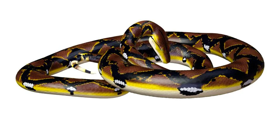 3D Rendering Reticulated Python on White Illustration