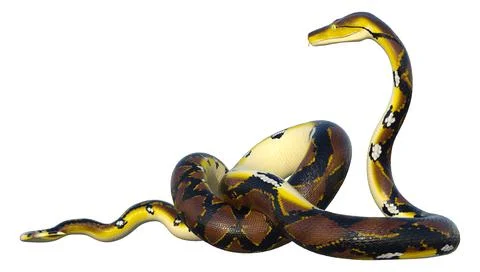 3D Rendering Reticulated Python on White Illustration