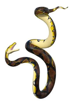 3D Rendering Reticulated Python on White Illustration