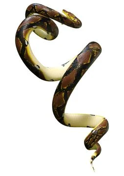 3D Rendering Reticulated Python on White Illustration