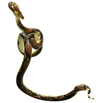 3D Rendering Reticulated Python on White Stock Illustration