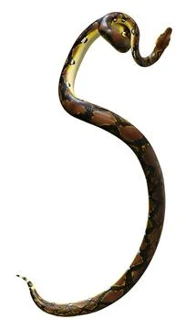 3D Rendering Reticulated Python on White Stock Illustration