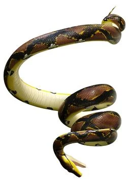 3D Rendering Reticulated Python on White Stock Illustration