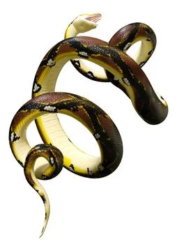 3D Rendering Reticulated Python on White Stock Illustration