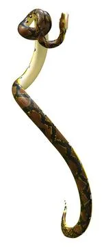 3D Rendering Reticulated Python on White Illustration