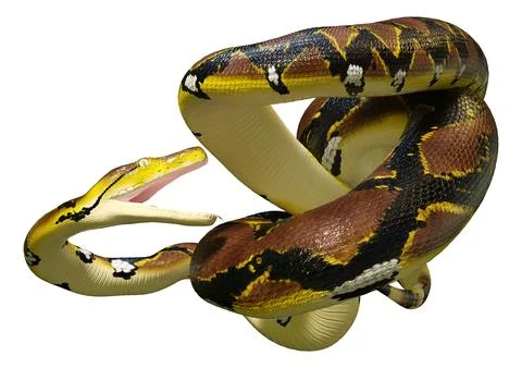 3D Rendering Reticulated Python on White Stock Illustration