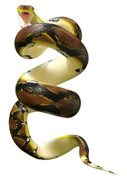 3D Rendering Reticulated Python on White Stock Illustration