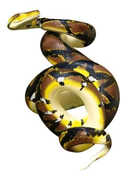 3D Rendering Reticulated Python on White Illustration