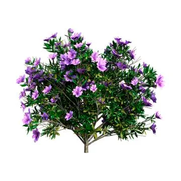 3D Rendering Rhododendron on White Stock Illustration