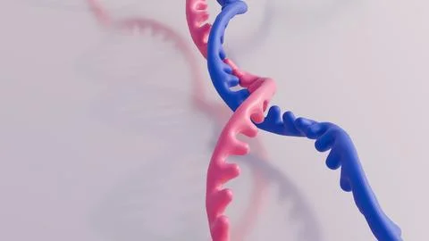 A 3d rendering of RNA recombination process Stock Illustration