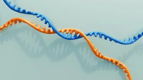 A 3d rendering of RNA recombination process Stock Illustration