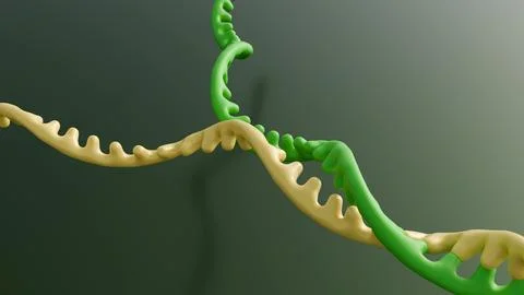 A 3d rendering of RNA recombination process 스톡 일러스트