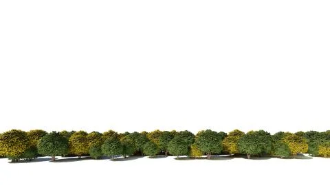 3d rendering of row of flowers isolated on a white background for architectur Stock Illustration