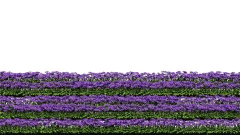 3d rendering of row of flowers isolated on a white background for architectur Stock Illustration