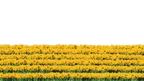 3d rendering of row of flowers isolated on a white background for architectur Stock Illustration