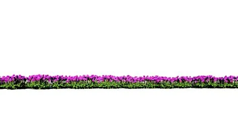 3d rendering of row of flowers isolated on a white background for architectur Stock Illustration
