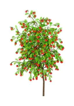3D Rendering Rowan Tree on White Stock Illustration