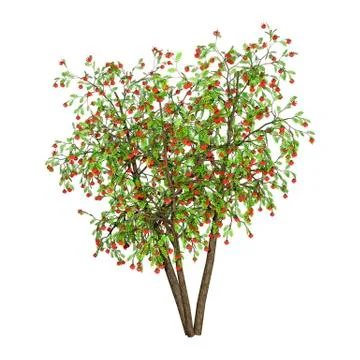 3D Rendering Rowan Tree on White Stock Illustration