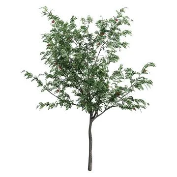3D Rendering Rowan Tree on White Stock Illustration