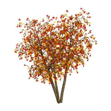 3D Rendering Rowan Trees on White Illustrazione stock