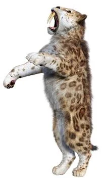 3D Rendering Saber Toothed Tiger on White Stock Illustration
