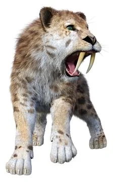 3D Rendering Saber Toothed Tiger on White Illustration