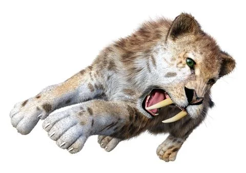 3D Rendering Saber Toothed Tiger on White Illustration