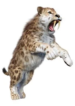 3D Rendering Saber Toothed Tiger on White Illustration
