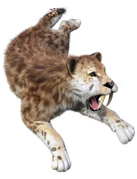 3D Rendering Saber Toothed Tiger on White Illustration