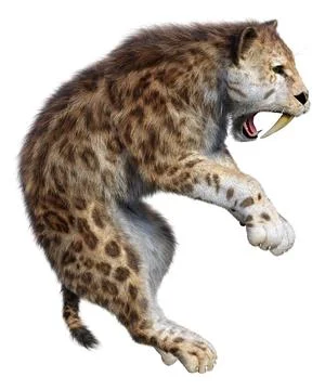 3D Rendering Saber Toothed Tiger on White Illustration