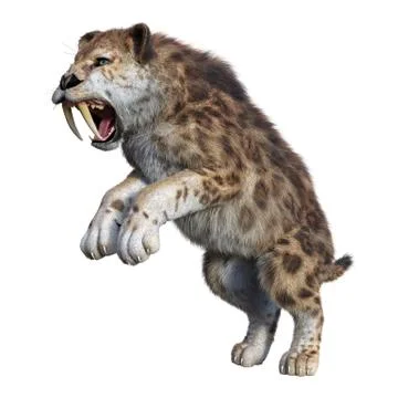 3D Rendering Sabertooth Tiger on White Stock Illustration
