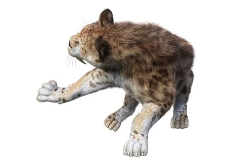 3D Rendering Sabertooth Tiger on White Stock Illustration