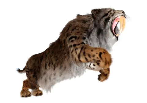 3D Rendering Sabertooth Tiger on White Stock Illustration