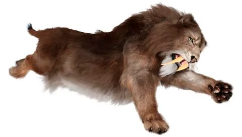 3D Rendering Sabertooth Tiger on White Stock Illustration