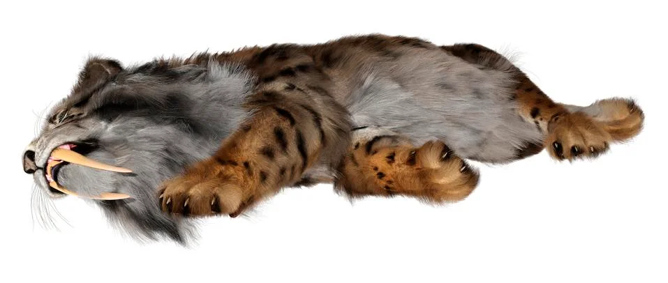 3D Rendering Sabertooth Tiger on White Stock Illustration