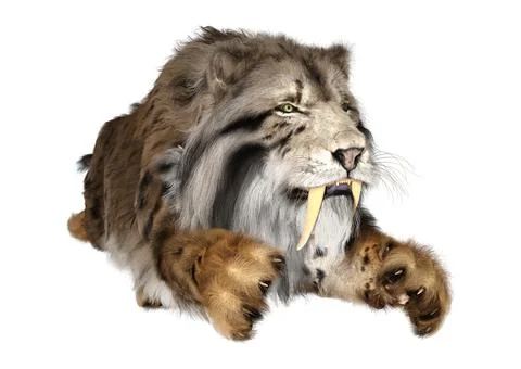 3D Rendering Sabertooth Tiger on White Stock Illustration