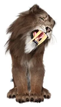 3D Rendering Sabertooth Tiger on White Stock Illustration