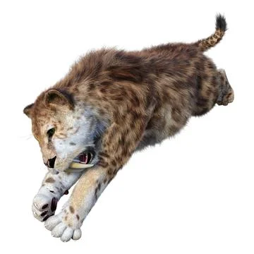 3D Rendering Sabertooth Tiger on White Stock Illustration