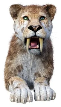 3D Rendering Sabertooth Tiger on White Stock Illustration