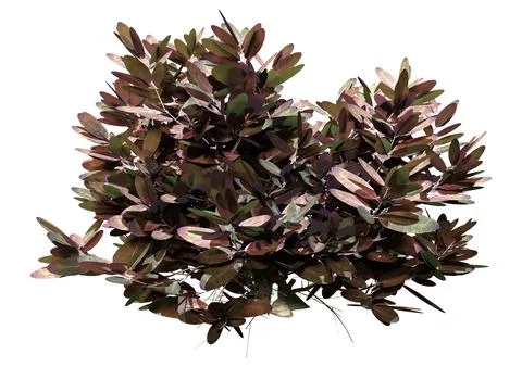3D Rendering Sage Plant on White Stock Illustration