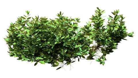 3D Rendering Sage Plant on White Stock Illustration