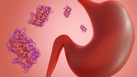 A 3d rendering of scattered leptin molecules and human stomach. Stock Illustration