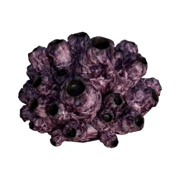 3D Rendering Sea Barnacle on White 스톡 일러스트