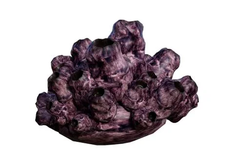 3D Rendering Sea Barnacle on White 스톡 일러스트