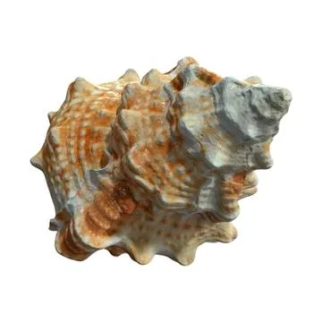 3D Rendering Sea Shell on White Stock Illustration