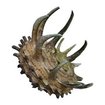 3D Rendering Sea Shell on White Stock Illustration