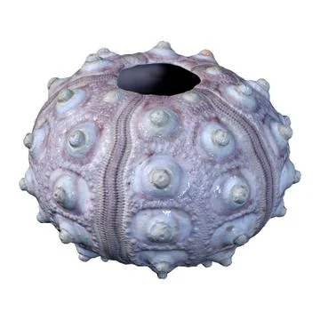 3D Rendering Sea Shell on White Illustrazione stock
