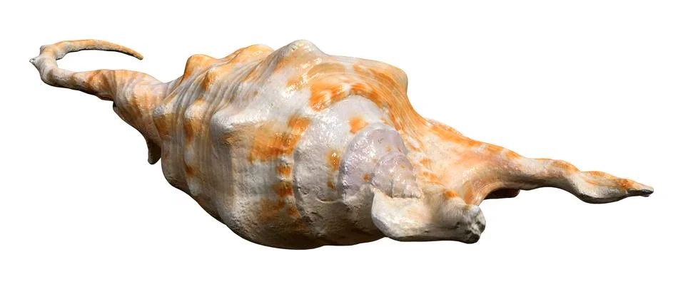 3D Rendering Sea Shell on White Stock Illustration